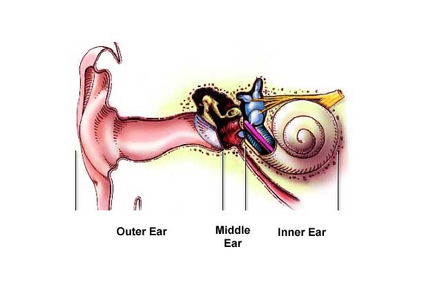 Anatomy of the Ear