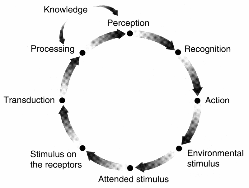 Goldstein Model of the Perceptual Process